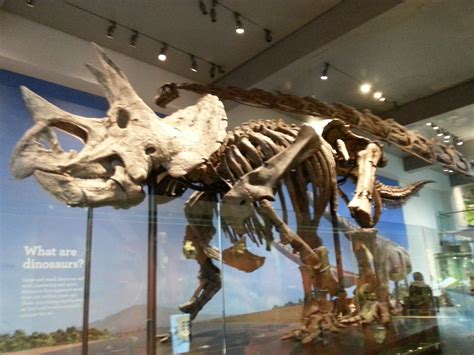 are dinosaur bones in museums real